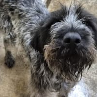 ULK, chien à adopter