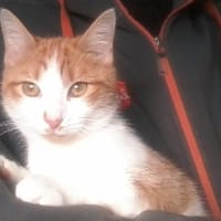 Artemis A13768, chatte à adopter
