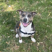 SHAWN OAA19835, chien à adopter