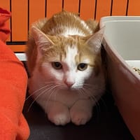 SHOGUN, chat à adopter