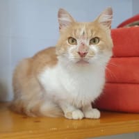 EFFEIL, chat à adopter