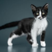 POMME, chatte à adopter