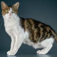 MINKA, chatte à adopter