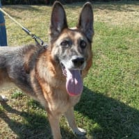 NIKITA, chienne à adopter