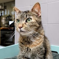 MIRABELLE, chatte à adopter