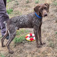 GAMIN, chien à adopter