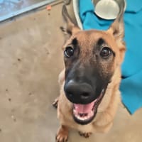 Perfecto, chien à adopter