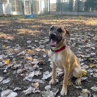 ANESKO, chien à adopter
