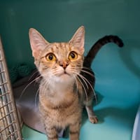 QUEEN, chatte à adopter