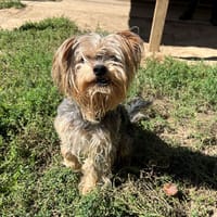 LOULOU, chien à adopter