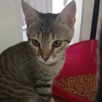 DUNAJA, chatte à adopter
