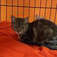 SISSI, chatte à adopter