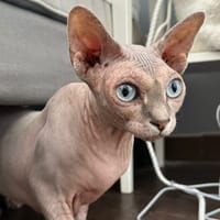 White, chatte à adopter