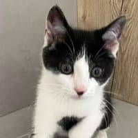 STENIA, chatte à adopter