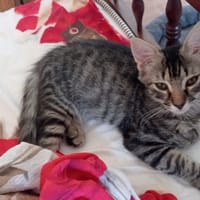 AMOVENUS, chat à adopter