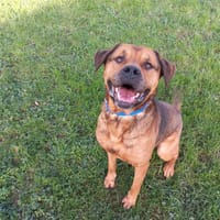 Bobby, chien à adopter