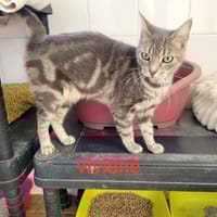 Viviane, chatte à adopter