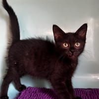 Frosties [Chaton], chat à adopter