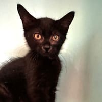 Cornflakes [Chaton], chat à adopter