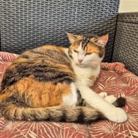 SHIVA, chatte à adopter
