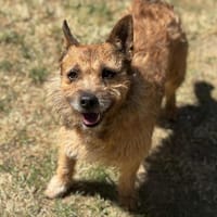 Lucky CAA13994, chien à adopter