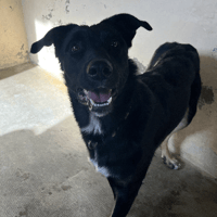 VOLTER, chien à adopter
