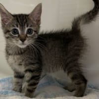 NOOR, chatte à adopter