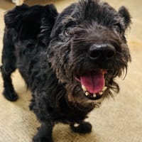 JOCK, chien à adopter