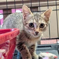 BULLE, chatte à adopter