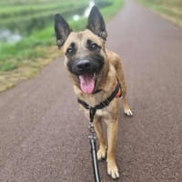 ZUMA, chien à adopter