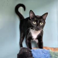 DALINETTE, chatte à adopter