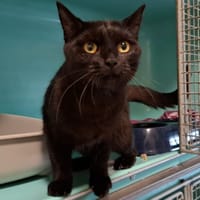 ARTY, chatte à adopter