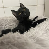 PIERRE, chat à adopter