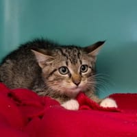 PANTERA, chatte à adopter