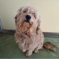 Enzo, chien à adopter