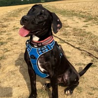 TYLA, chienne à adopter