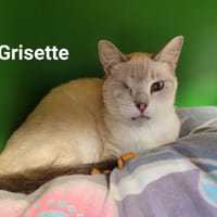 GRISETTE, chatte à adopter