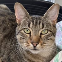 RYO C, chat à adopter