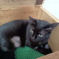 PANDORE C, chatte à adopter
