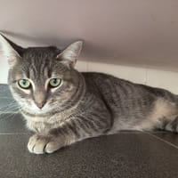 DEJANIRE C, chatte à adopter