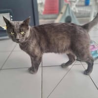 OTIS, chat à adopter