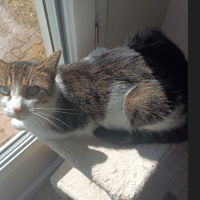 OSMOSE, chatte à adopter