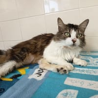 CHANEL C, chatte à adopter