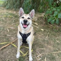 BONNY VAA, chienne à adopter