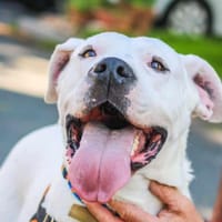 Ally, chienne à adopter