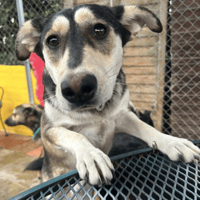 Travis, dog to adopt