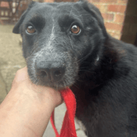 Pepper, female dog to adopt