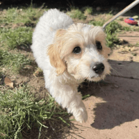 Mochi, female dog to adopt