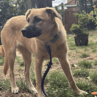 Luanna, female dog to adopt