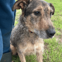 Dana, female dog to adopt